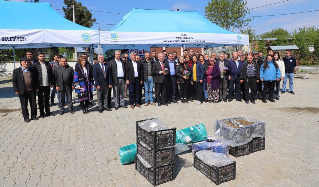 BÜYÜKŞEHİRDEN ÜRETİCİLERE ÇİLEK FİDESİ DESTEĞİ
