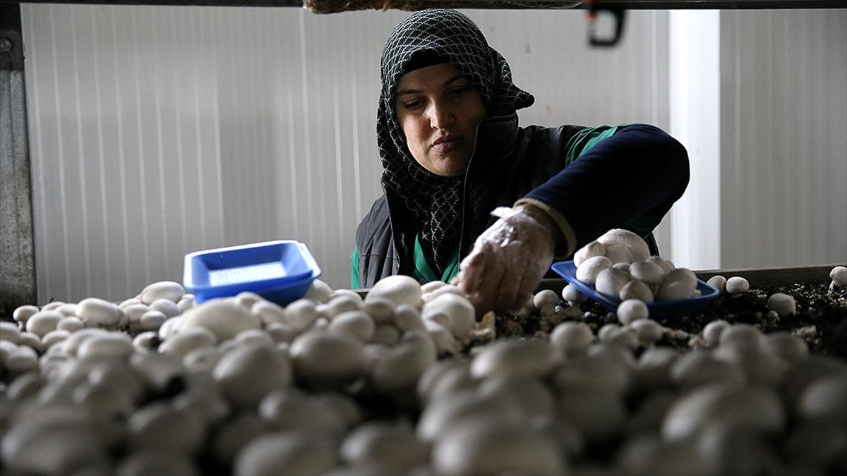 Desteklenen tesiste günlük 3 ton mantar üretiliyor