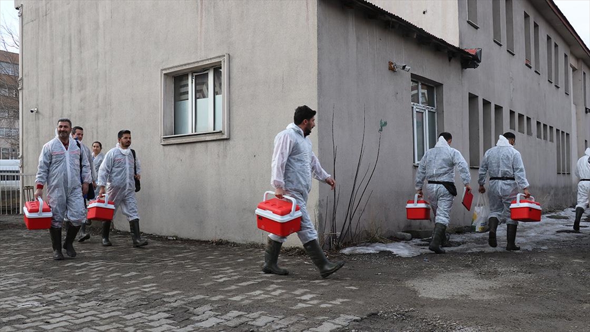 Hayvanların aşılanması şap hastalığından korunmayı sağlıyor