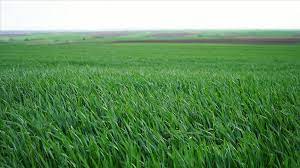 Trakya'da son yağışlar gelişim kaybı yaşayan buğdaya 