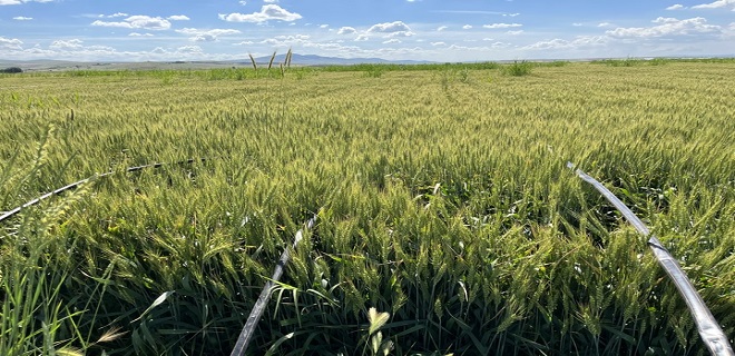 Damla Sulamayla Buğday Üretimi 3 Kat Verim Artışı Sağlıyor!