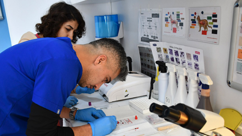 Türkiye'de ilk: Kediler için 'online kan bankası' kuruldu