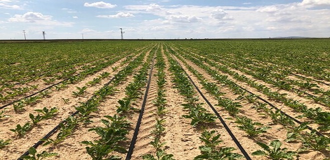 Suyu Bol Seven Şeker Pancarında, Su Cimrisi Damla Sulama Farkı:
