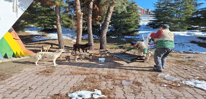 BÜYÜKŞEHİR BELEDİYESİ SOKAK HAYVANLARINI UNUTMADI