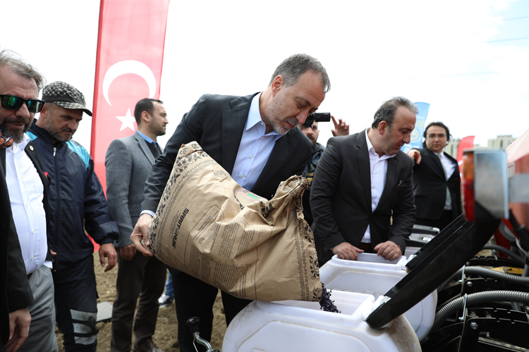 Milli Ayçiçeği Ekiyor