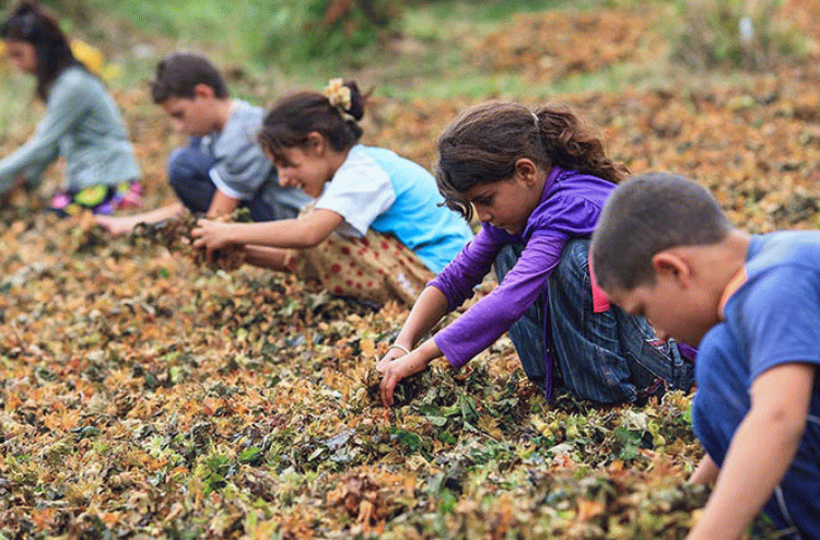 Mevsimlik çocuk işçi göçü: 500 bin öğrenci tarlalarda
