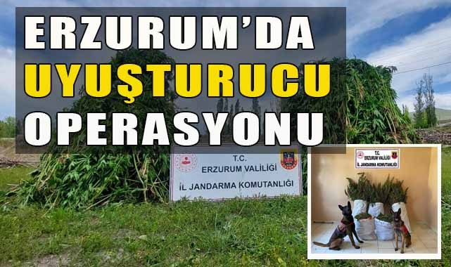 Jandarma Ekipleri Uyuşturucu Tacirlerine Operasyon Düzenledi