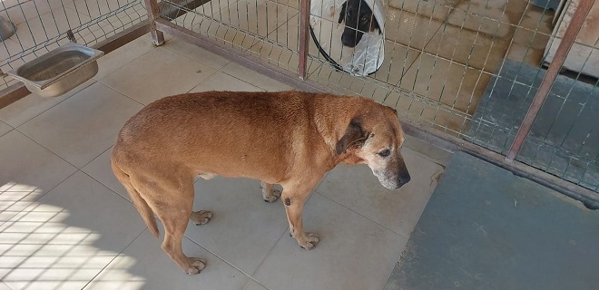 BODRUM BELEDİYESİ, CAN DOSTLARI İÇİN BAŞARILI KURTARMA OPERASYONUNA İMZA ATTI