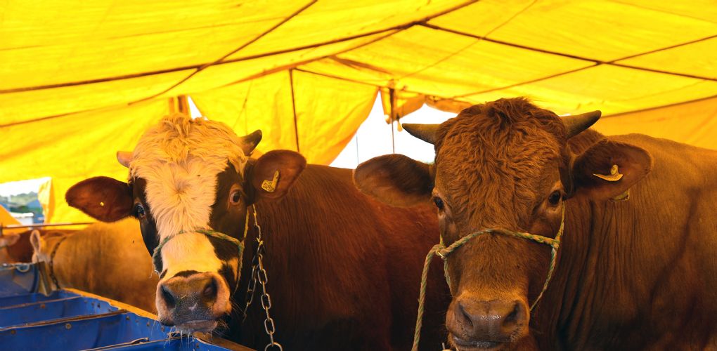 Kurban Satış Merkezi İçin Kayıtlar Başlıyor